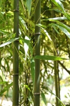 Square Stem Bamboo (Chimonobambusa Quadrangularis) - 3 Gallon Pot (2-4') 10 Square Stem Bamboo (Chimonobambusa Quadrangularis) - 3 Gallon Pot (2-4') -Garden Care Bamboo Square 7
