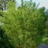 Stone Bamboo - Phyllostachys Angusta - 3 Gallon Pot (3-4')