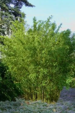 Stone Bamboo - Phyllostachys Angusta - 3 Gallon Pot (3-4')