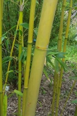 Stone Bamboo - Phyllostachys Angusta - 3 Gallon Pot (3-4') -Garden Care Bamboo Stone 2