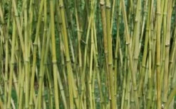 Stone Bamboo - Phyllostachys Angusta - 3 Gallon Pot (3-4') -Garden Care Bamboo Stone 3