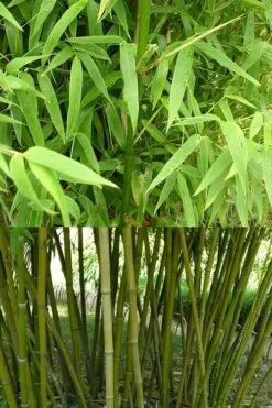 Stone Bamboo - Phyllostachys Angusta - 3 Gallon Pot (3-4') -Garden Care Bamboo Stone 4