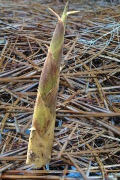 Sweet Shoot Bamboo - Phyllostachys Dulcis - 3 Gallon Pot -Garden Care Bamboo Sweet Shoot 2