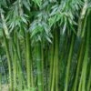 Sweet Shoot Bamboo - Phyllostachys Dulcis - 3 Gallon Pot