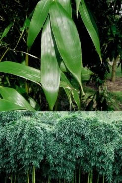 Sweet Shoot Bamboo - Phyllostachys Dulcis - 3 Gallon Pot -Garden Care Bamboo Sweet Shoot 6