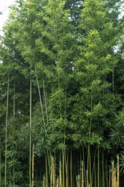 Temple Bamboo (Semiarundinaria Fastuosa) - 3 Gallon Pot (2-4') -Garden Care Bamboo Temple 20 1