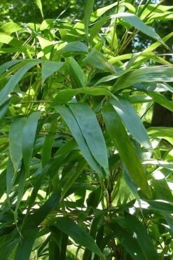 Temple Bamboo (Semiarundinaria Fastuosa) - 3 Gallon Pot (4-6'+) -Garden Care Bamboo Temple 6