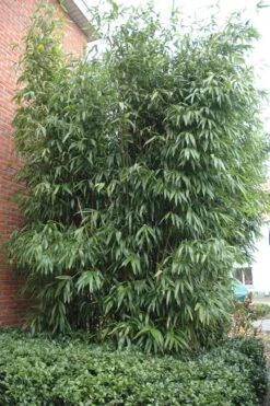 Temple Bamboo (Semiarundinaria Fastuosa) - 3 Gallon Pot (4-6'+) -Garden Care Bamboo Temple 9