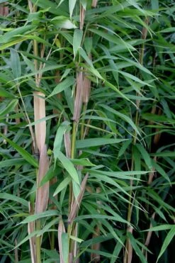 Tonkin Cane Tea Stick Bamboo - Pseudosasa Amabilis - 3 Gallon Pot -Garden Care Bamboo Tonkin Cane 12