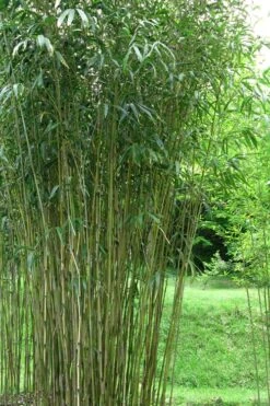 Tonkin Cane Tea Stick Bamboo - Pseudosasa Amabilis - 3 Gallon Pot -Garden Care Bamboo Tonkin Cane 21