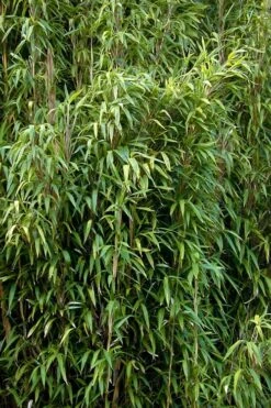 Tonkin Cane Tea Stick Bamboo - Pseudosasa Amabilis - 3 Gallon Pot -Garden Care Bamboo Tonkin Cane 3