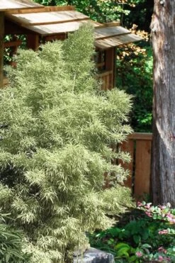 Variegated Chinese Temple Bamboo - Sinobambusa Tootsik 'Albostriata' - 3 Gallon Pot -Garden Care Bamboo Variegated Chinese Temple Bamboo 5