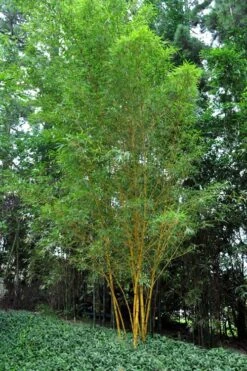 Asian Lemon Bamboo (Bambusa Eutuldoides 'Viridivittata') - 3 Gallon Pot 11 Asian Lemon Bamboo (Bambusa Eutuldoides 'Viridivittata') - 3 Gallon Pot -Garden Care Bamboo Viridivittata 5