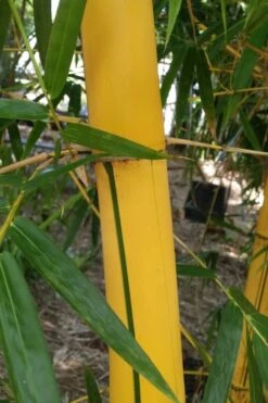 Asian Lemon Bamboo (Bambusa Eutuldoides 'Viridivittata') - 3 Gallon Pot 12 Asian Lemon Bamboo (Bambusa Eutuldoides 'Viridivittata') - 3 Gallon Pot -Garden Care Bamboo Viridivittata 6