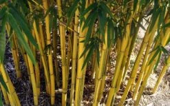 Asian Lemon Bamboo (Bambusa Eutuldoides 'Viridivittata') - 3 Gallon Pot 13 Asian Lemon Bamboo (Bambusa Eutuldoides 'Viridivittata') - 3 Gallon Pot -Garden Care Bamboo Viridivittata 7