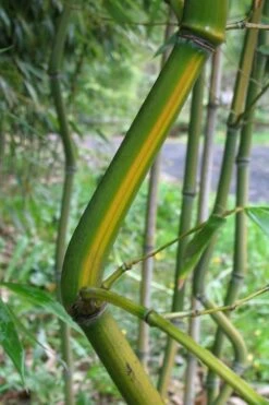 Yellow Groove Bamboo (Phyllostachys Aureosulcata) - 3 Gallon Pot (2-4') 9 Yellow Groove Bamboo (Phyllostachys Aureosulcata) - 3 Gallon Pot (2-4') -Garden Care Bamboo Yellow Groove 11 1