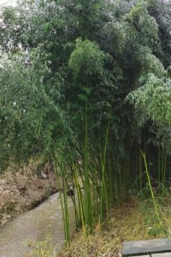 Yellow Groove Bamboo (Phyllostachys Aureosulcata) - 3 Gallon Pot (2-4') 11 Yellow Groove Bamboo (Phyllostachys Aureosulcata) - 3 Gallon Pot (2-4') -Garden Care Bamboo Yellow Groove 13 1