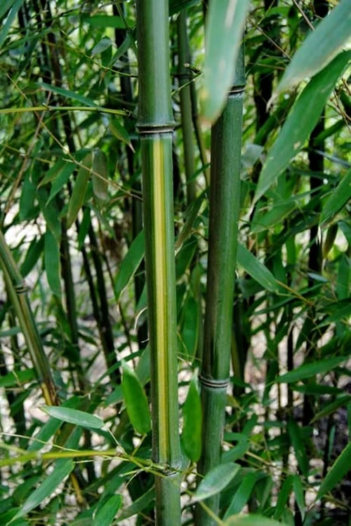 Yellow Groove Bamboo (Phyllostachys Aureosulcata) - 3 Gallon Pot (2-4') 5 Yellow Groove Bamboo (Phyllostachys Aureosulcata) - 3 Gallon Pot (2-4') - Image 5
