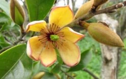 Banana Shrub - 1 Gallon Pot -Garden Care Banana Shrub Flower Closeup 2