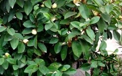 Banana Shrub - 3 Gallon Pot -Garden Care Banana Shrub Foliage