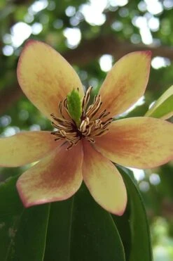 Banana Shrub - 6 Pack Of 1 Gallon Pots