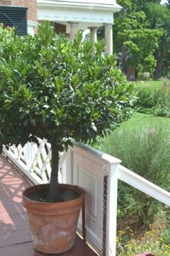 Bay Laurel (Sweet Bay) - Laurus Nobilis - 1 Gallon Pot -Garden Care Bay Laurel 10
