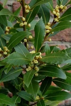 Bay Laurel (Sweet Bay) - Laurus Nobilis - 1 Gallon Pot -Garden Care Bay Laurel 2
