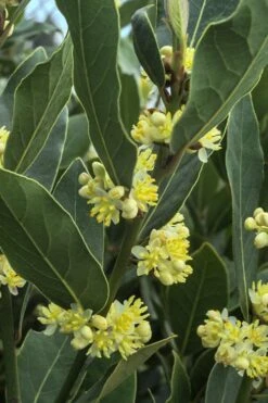 Bay Laurel (Sweet Bay) - Laurus Nobilis - 1 Gallon Pot -Garden Care Bay Laurel 3