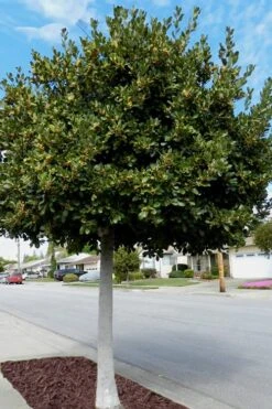 Bay Laurel (Sweet Bay) - Laurus Nobilis - 1 Gallon Pot -Garden Care Bay Laurel 5