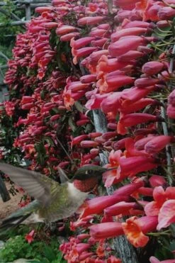 Shalimar Red Crossvine - Bignonia Capreolata - 2 Gallon Pot 10 Shalimar Red Crossvine - Bignonia Capreolata - 2 Gallon Pot -Garden Care Bignonia Shalimar Red 20