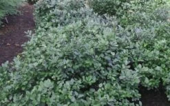Blue Mist Fothergilla - 3 Gallon Pot -Garden Care Blue Mist Dwarf Fothergilla 1