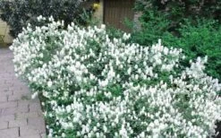 Blue Mist Fothergilla - 3 Gallon Pot -Garden Care Blue Mist Dwarf Fothergilla 2