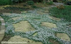 Blue Star Creeper (Laurentia Fluviatilis) - 5 Pack Of Pint Pots -Garden Care Blue Star Creeper 20