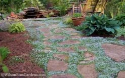 Blue Star Creeper (Laurentia Fluviatilis) - 5 Pack Of Pint Pots -Garden Care Blue Star Creeper 21