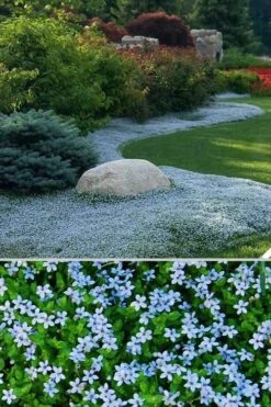 Blue Star Creeper (Laurentia Fluviatilis) - 5 Pack Of Pint Pots -Garden Care Blue Star Creeper 24