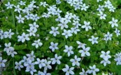 Blue Star Creeper (Laurentia Fluviatilis) - 5 Pack Of Pint Pots -Garden Care Blue Star Creeper Laurentia 1