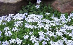 Blue Star Creeper (Laurentia Fluviatilis) - 5 Pack Of Pint Pots -Garden Care Blue Star Creeper Laurentia Isotoma