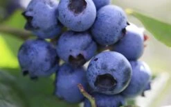 Delite Rabbiteye Blueberry - 3 Gallon Pot 7 Delite Rabbiteye Blueberry - 3 Gallon Pot -Garden Care Blueberry Delite