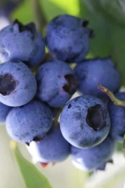 Delite Rabbiteye Blueberry - 3 Gallon Pot