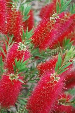 Red Cluster Bottlebrush Tree - 3 Gallon Pot 9 Red Cluster Bottlebrush Tree - 3 Gallon Pot -Garden Care Bottlebrush Red Cluster 500x750 1