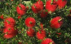 Scarlet Compacta Bottlebrush - Callistemon - 3 Gallon Pot -Garden Care Bottlebrush Scarlet Compacta 2