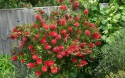 Scarlet Compacta Bottlebrush - Callistemon - 3 Gallon Pot -Garden Care Bottlebrush Scarlet Compacta