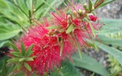 Woodlanders Cold Hardy Red Bottlebrush - Callistemon - 1 Gallon Pot -Garden Care Bottlebrush Woodlanders Hardy 1