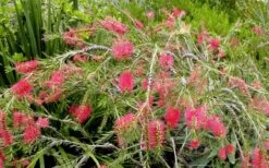 Semmes Cold Hardy Red Bottlebrush - Callistemon - 3 Gallon Pot -Garden Care Bottlebrush Woodlanders Hardy Red 17