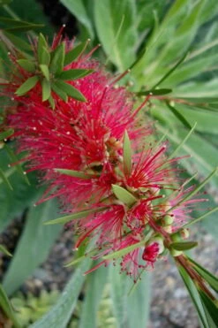 Woodlanders Cold Hardy Red Bottlebrush - Callistemon - 1 Gallon Pot -Garden Care Bottlebrush Woodlanders Hardy Red 20