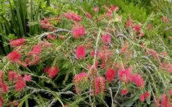 Woodlanders Cold Hardy Red Bottlebrush - Callistemon - 3 Gallon Pot -Garden Care Bottlebrush Woodlanders Hardy Red 22 1