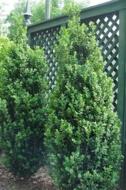 Dee Runk Columnar Boxwood - 6 Pack Of 1 Gallon Pots -Garden Care Boxwood Dee Runk 2 500x750 1