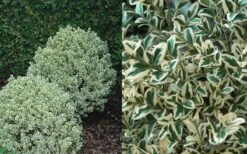 Dwarf Variegated Boxwood - 6 Pack Of 1 Gallon Pots -Garden Care Boxwood Dwarf Variegated 50