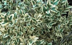 Dwarf Variegated Boxwood - 6 Pack Of 1 Gallon Pots -Garden Care Boxwood Dwarf Variegated 51