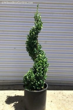 Green Mountain Boxwood Spiral Topiary - 5 Gallon Pot -Garden Care Boxwood Green Mountain Spiral 1